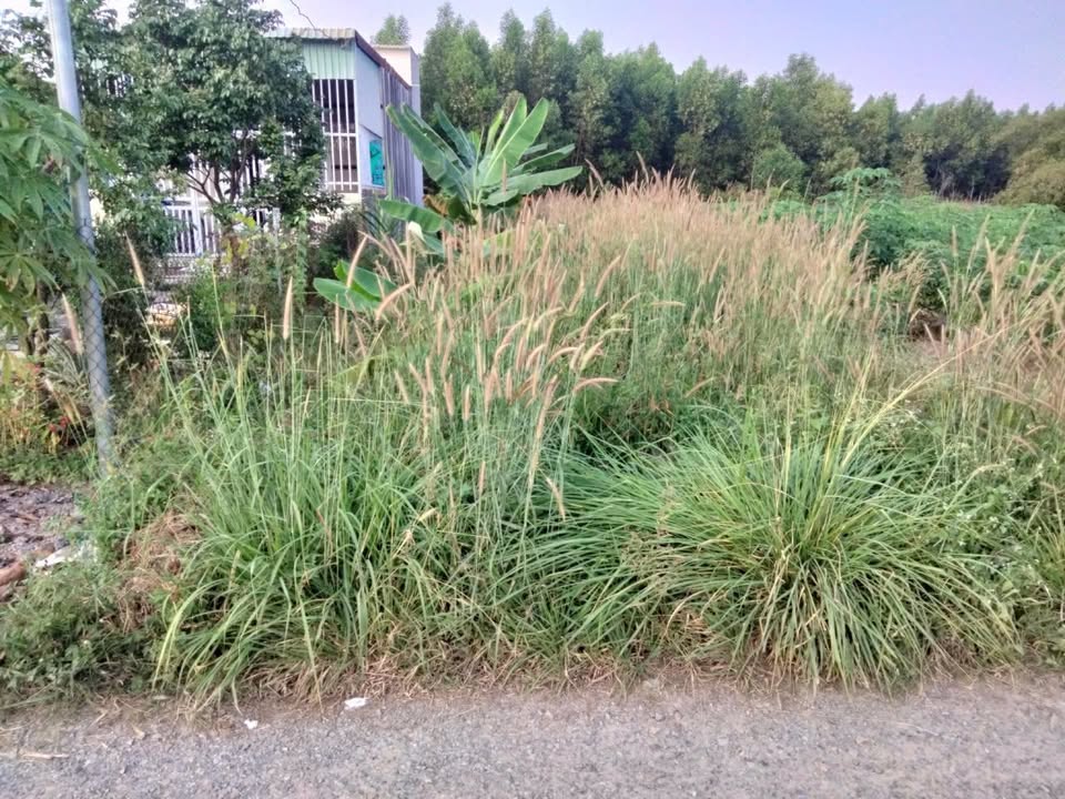 Bán đất vàng Hắc Dịch, 5x39m thổ cư, giá rẻ bất ngờ chỉ 1.33 tỷ