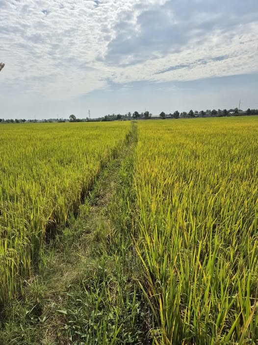 Đất lúa Long An 2800m2 xanh mướt, 3 mặt tiền, giá hời