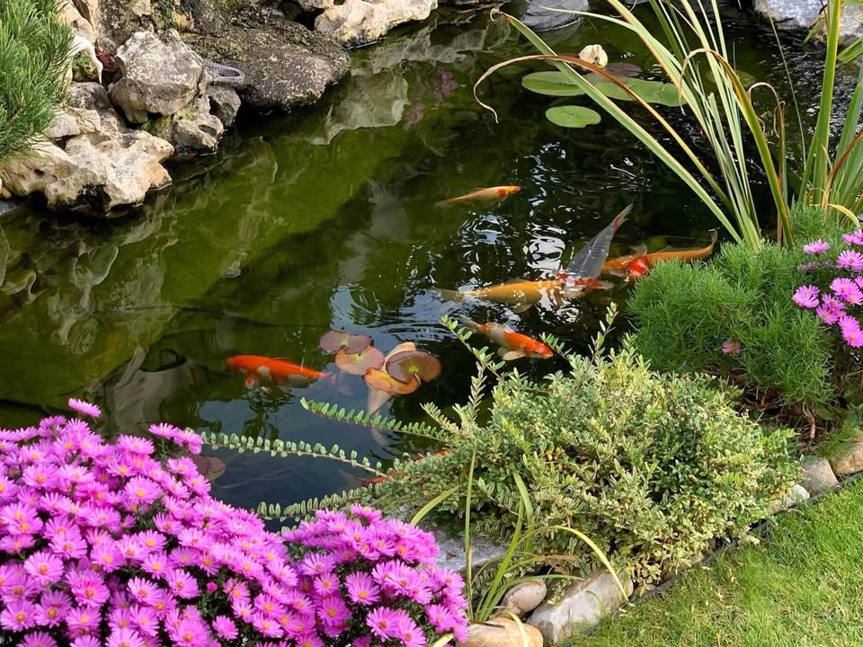 Bán nhà vườn nghỉ dưỡng tại khu chợ đêm Bầu Bàng, Bình Dương