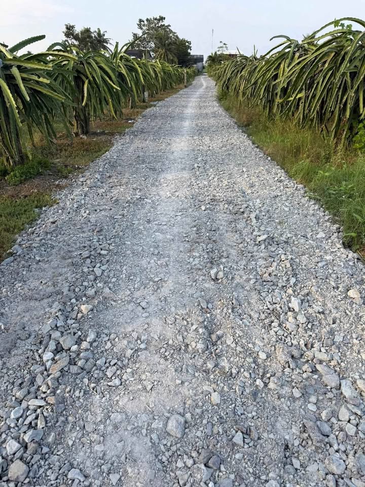 Bán đất thổ cư 175m2, ấp Phú Xuân 2, xã Tầm Vu, Châu Thành, Long An