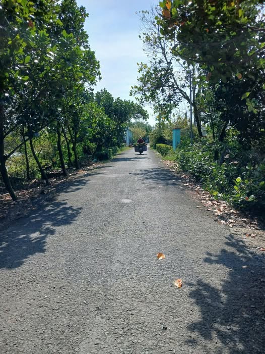 Bán gấp 11 công đất vườn mít Tiền Giang mặt tiền kênh, xe tải tới vườn, giá rẻ bất ngờ