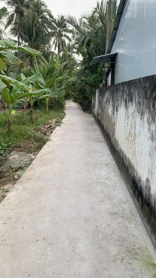 Lạc bước về miền quê yên ả, nơi có những vườn cây trĩu quả sum suê tại Lương Hòa, Bến Tre