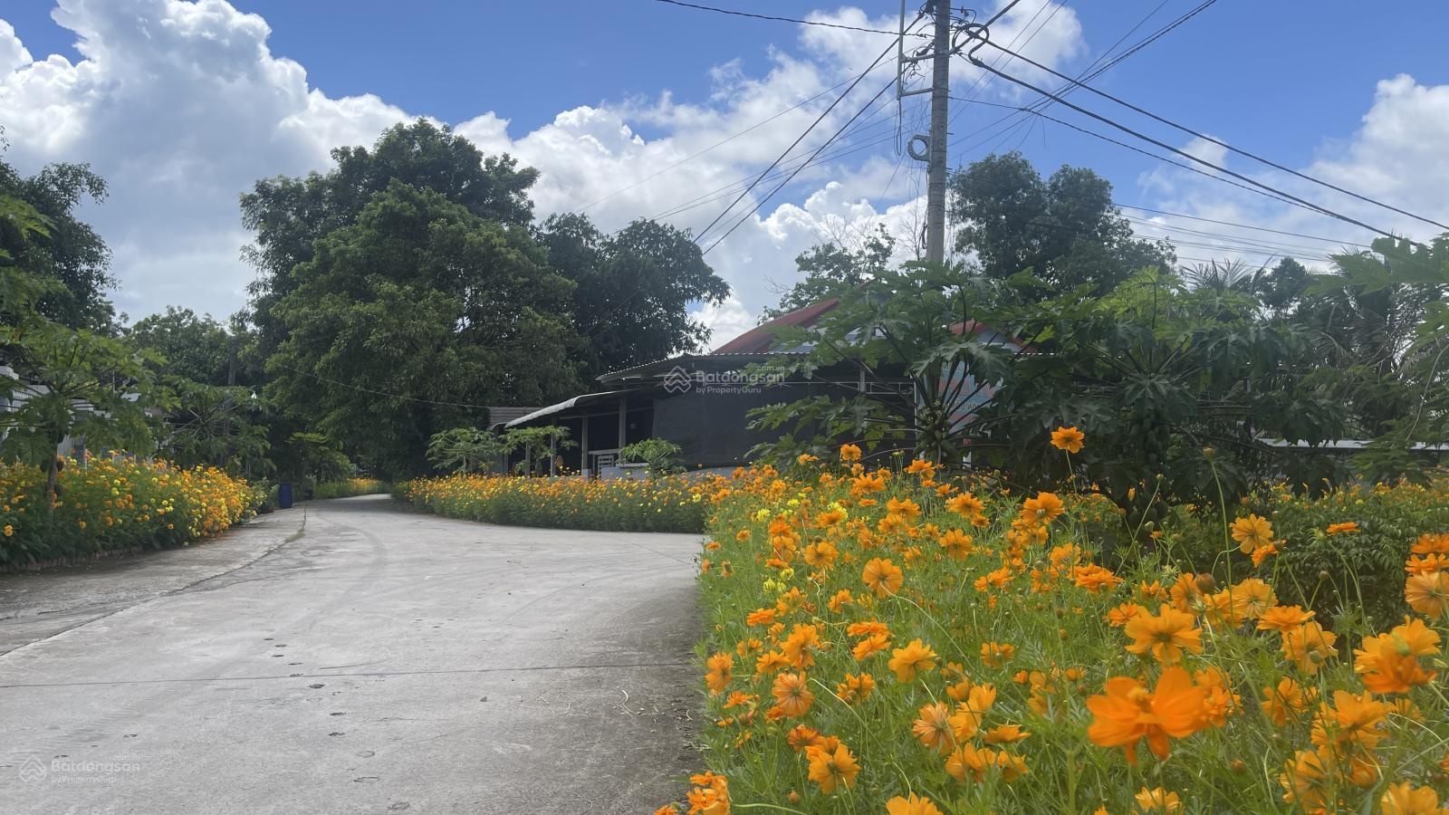 Đất rộng, đường Ba Sa, 5x34=168m2 thổ cư, sổ riêng, xây tự do, giá 980 triệu