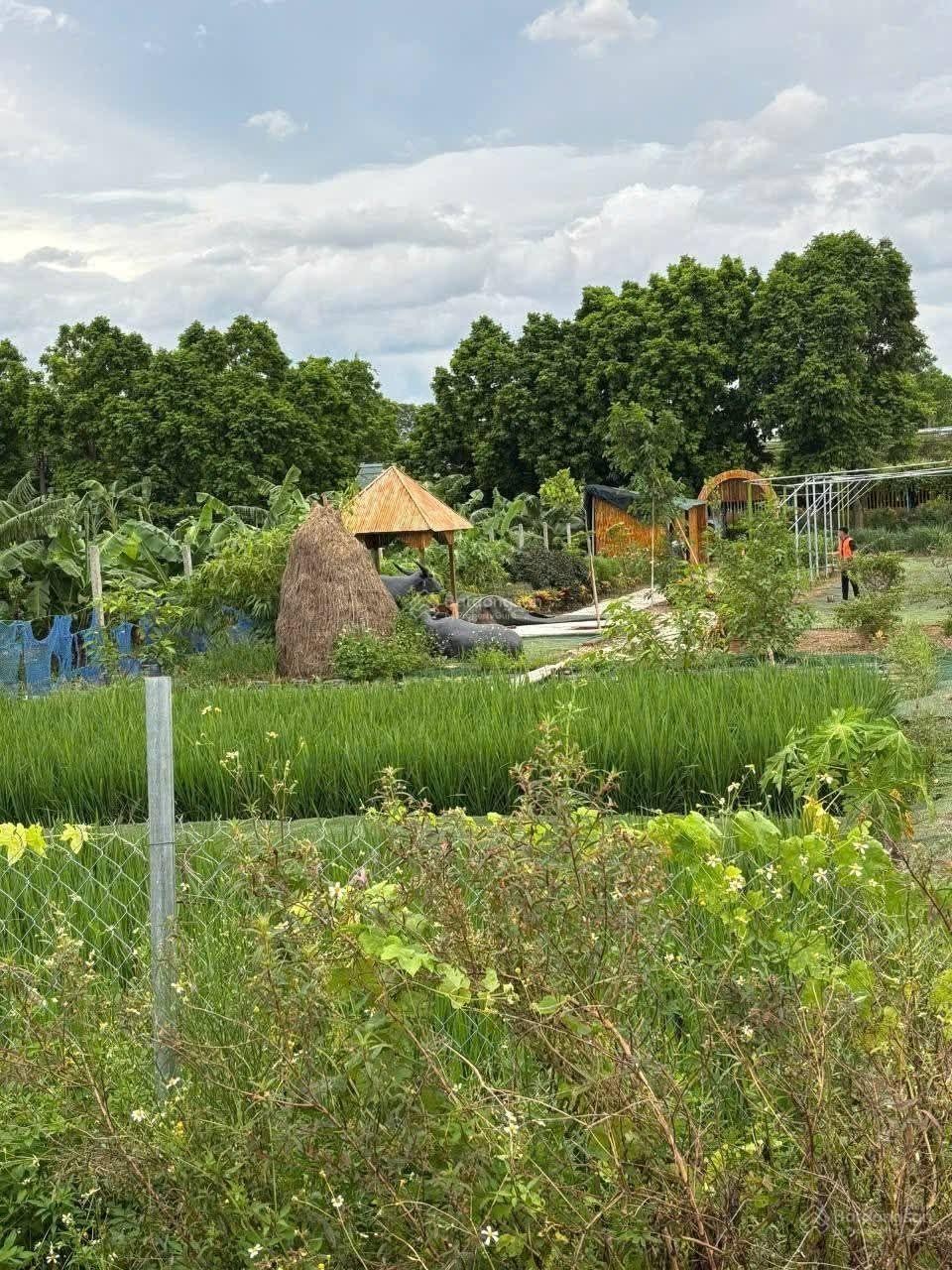 Mảnh đất 50 năm, vị trí đẹp làm nhà vườn rất đẹp