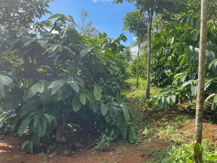 Chính chủ gửi lời chào trân trọng đến quý nhà đầu tư và những ai đang tìm kiếm một 'kho báu' xanh mướt