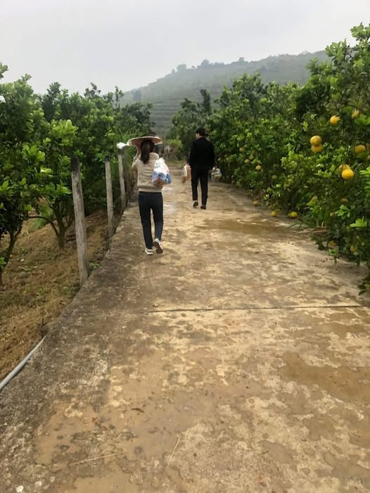 Đất vườn Sóc Sơn, 1000m2 vuông vắn, mặt tiền 30m, giá hời