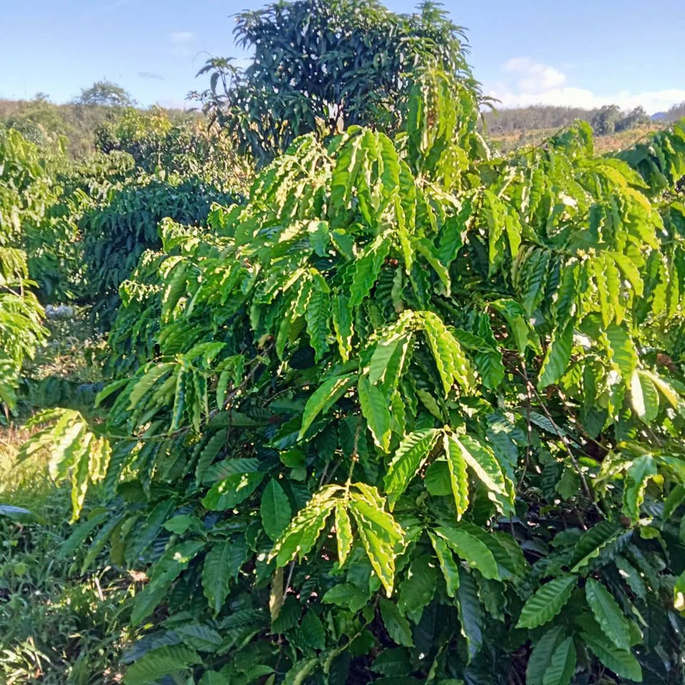 Bán rẫy cà phê 1,1 ha tại Kon Bơ Bân, Ngọc Réo, Kon Tum