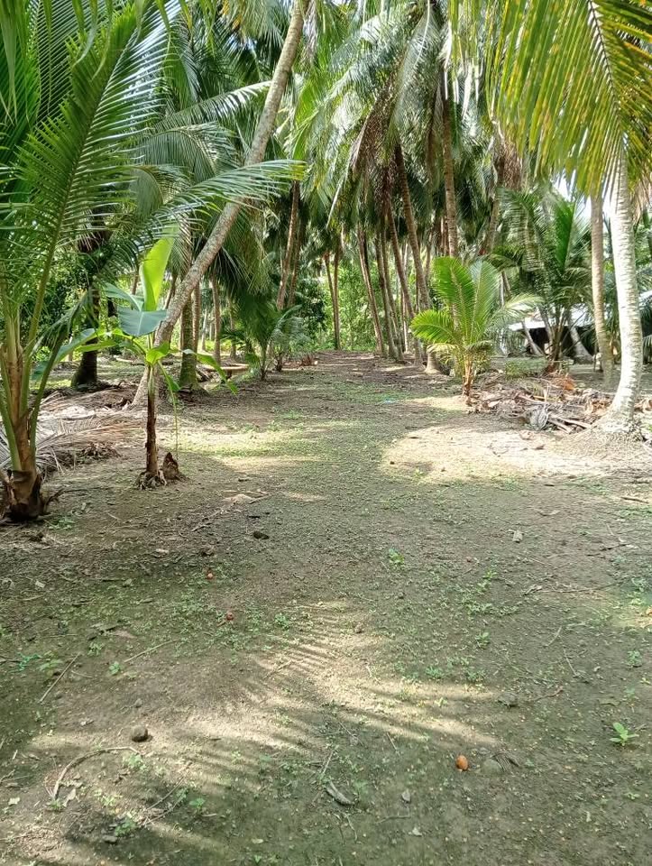 Đất An Thới 2700m2 xanh mướt, vuông vức như tờ, giá chỉ 1.5 tỷ - Về vườn trồng dừa thôi