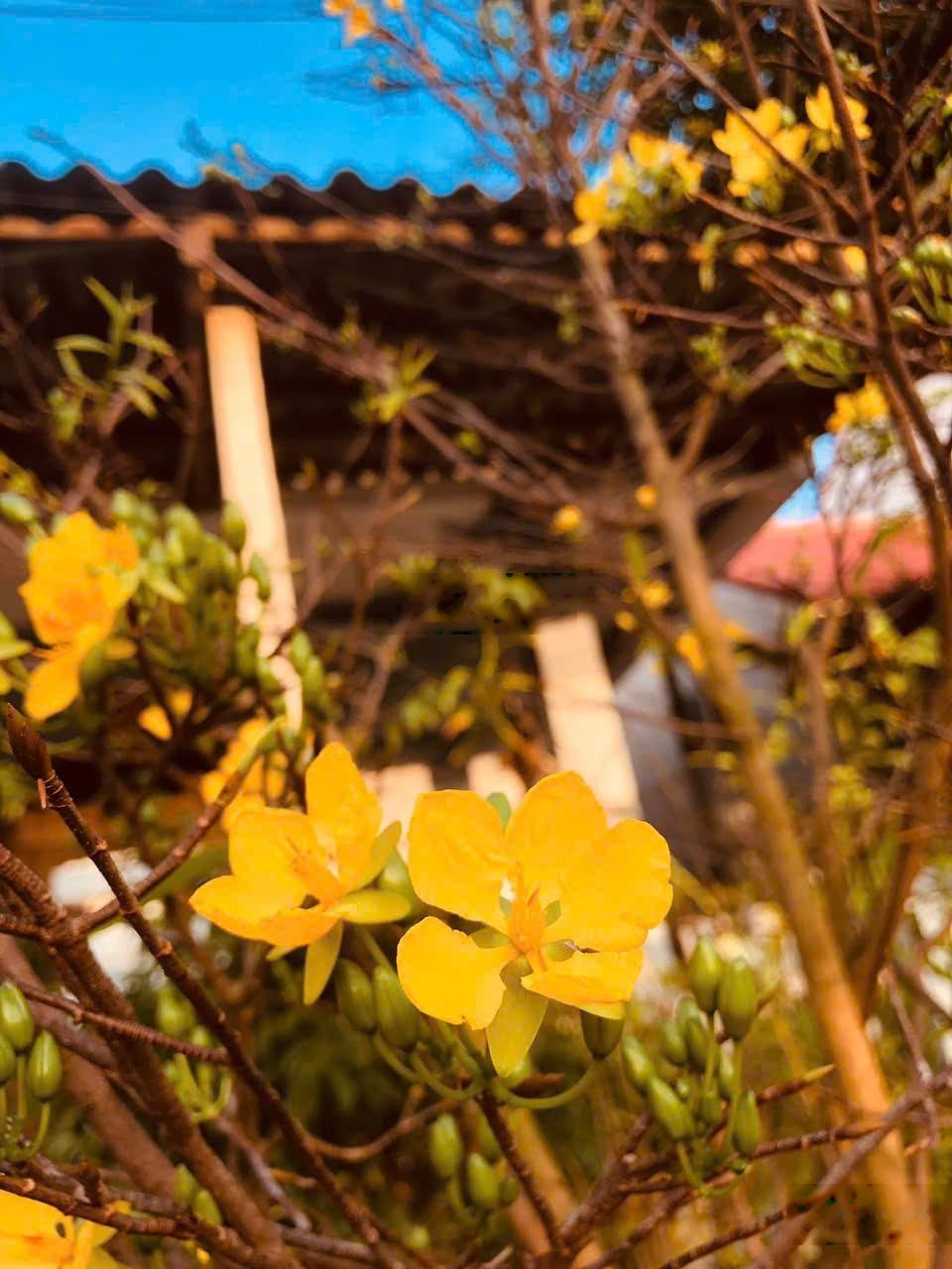 Cho thuê nhà ở dài hạn, homestay cao cấp giá rẻ, có đầy đủ tiện nghi, nhà bếp