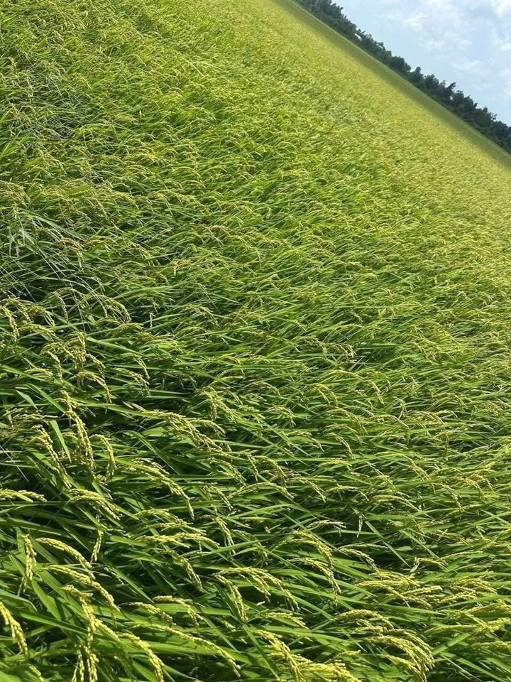 Bán đất nền 1600m2 mặt tiền đường 4m gần trung tâm Hà Tiên