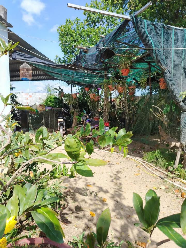 Cần bán nhà vườn tại khu phố 15, Bình Quý, Ninh Phước, Khánh Hòa