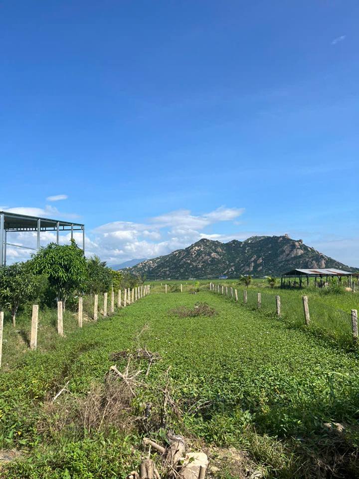 Bán nhanh 500m2 đất mặt tiền đường bê tông ô tô tới đất, Phường Văn Hải, Ninh Thuận