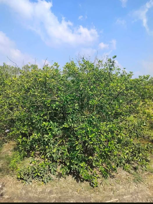 Miền đất vàng Bình Đức vườn chanh xanh mát chờ đón chủ nhân