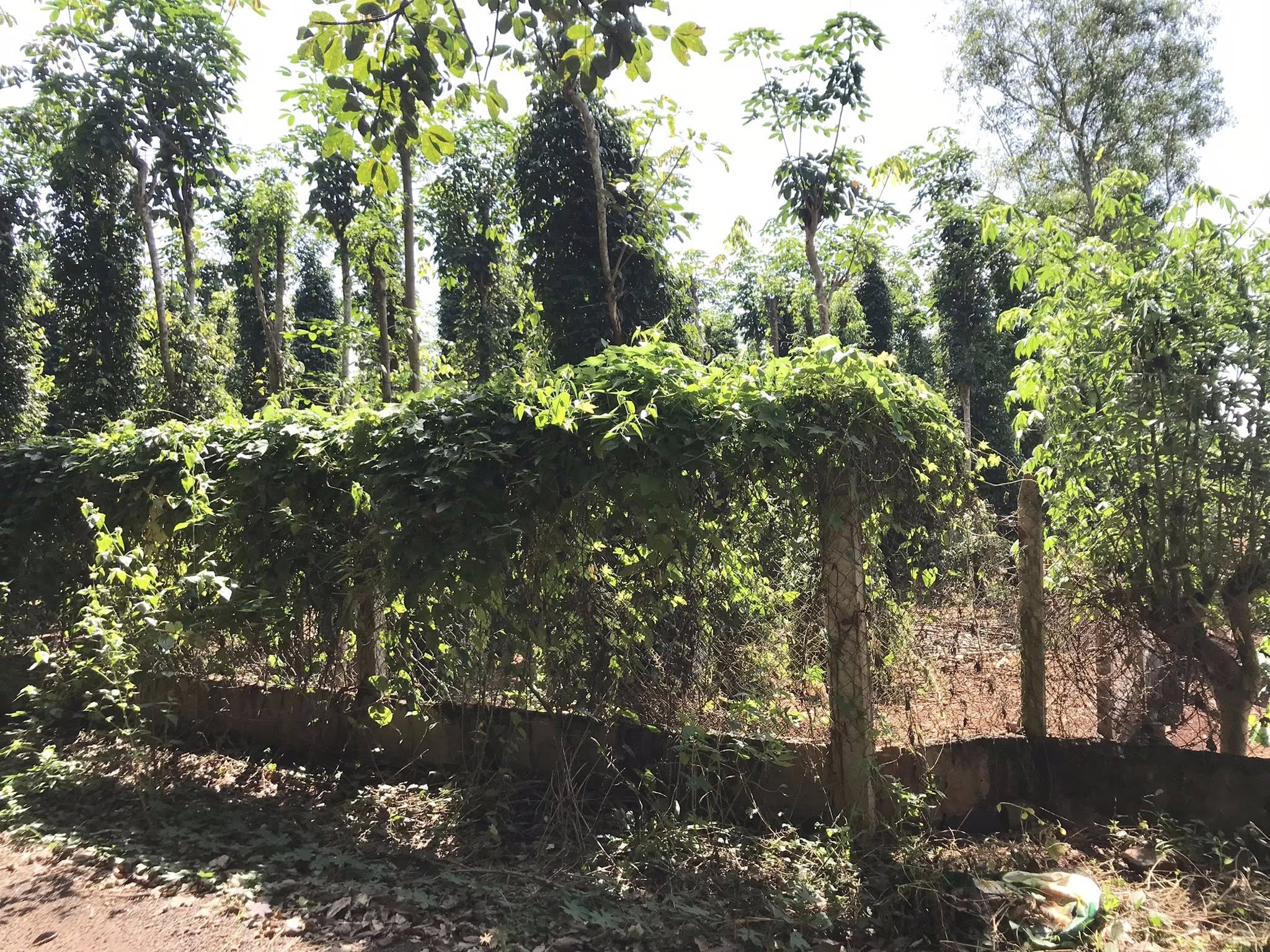 Đất Xuyên Mộc - 7m x 32m full thổ cư - chỉ 530 triệu