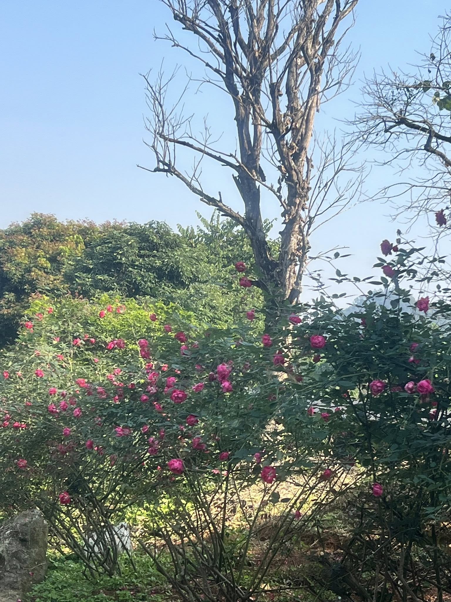 Tìm đâu ra mảnh đất 1.2ha "hàng hiếm" tại Đồng Bèn, Yên Xuân, Quốc Oai, Hà Nội