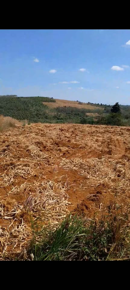 Cơ hội sở hữu ngay 3.5ha đất đỏ bazan màu mỡ tại Tuy Đức, Đắk Nông