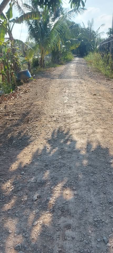 Bán 1000m² đất lúa tại phường Mỹ Trà (xã Nhị Mỹ cũ) lên thổ cất nhà được