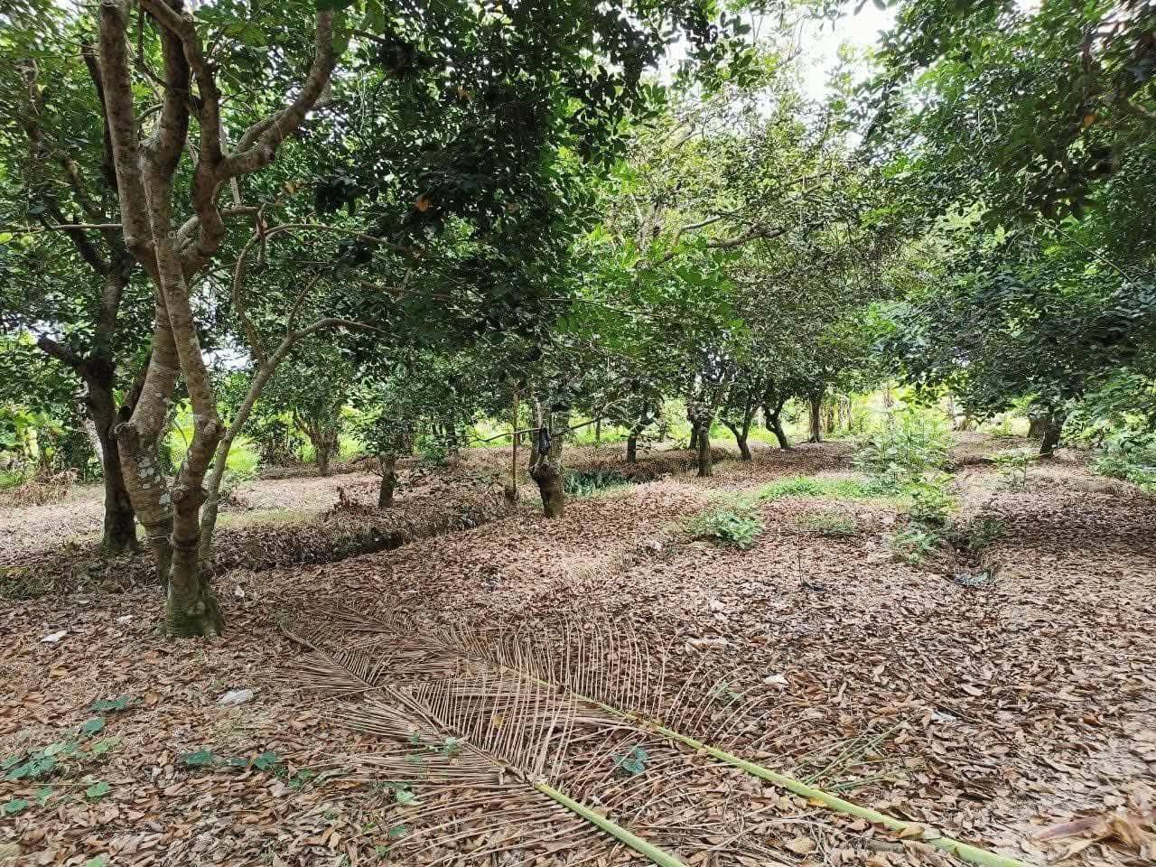 Bán 2.600m2 đất vườn trái cây chôm chôm trĩu quả tại xã Phú Phụng, huyện Chợ Lách cũ