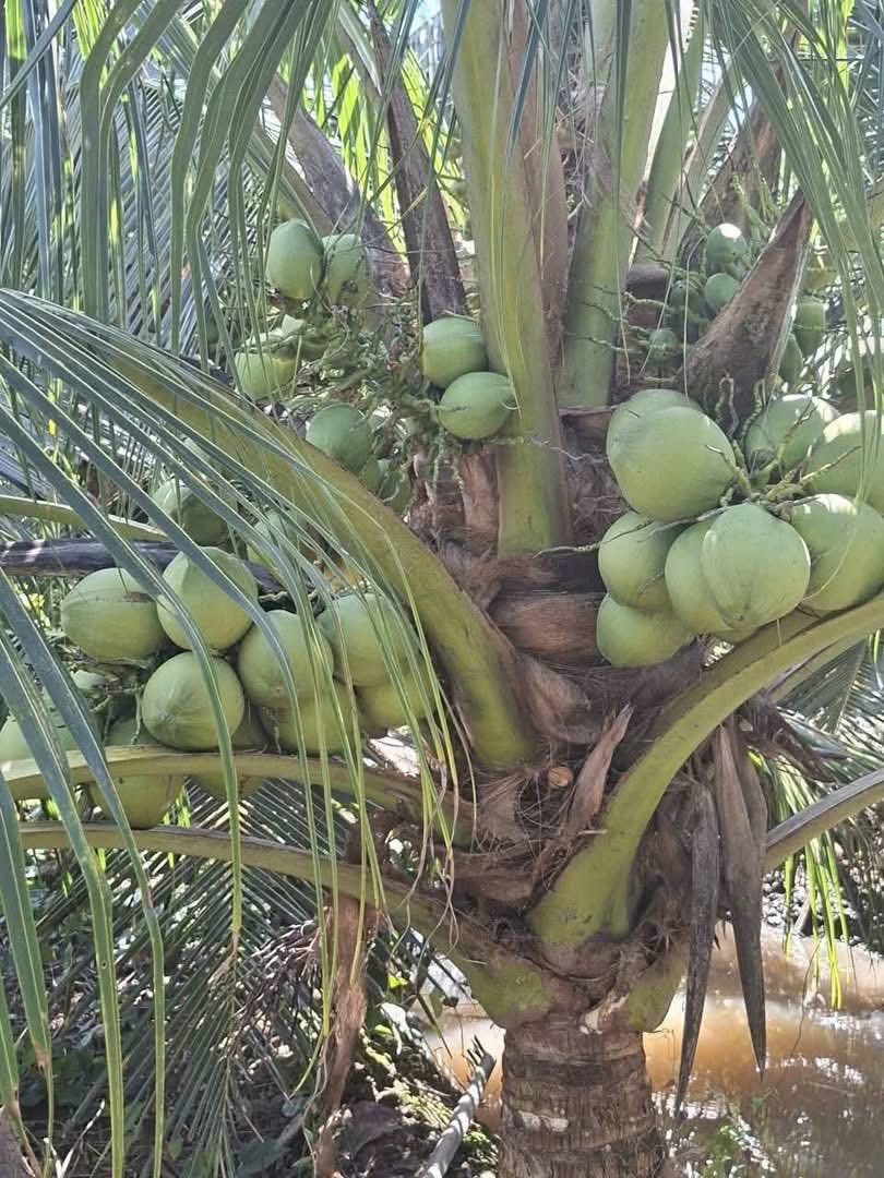 Bán nhà riêng huyện Châu Thành, tỉnh Bến Tre giá 800 triệu