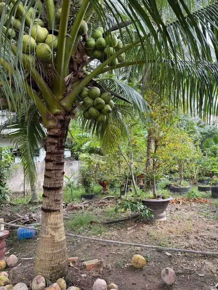 Bán đất vườn tại Thạnh Ngãi, Mỏ Cày Bắc, thích hợp làm nhà vườn, nghỉ dưỡng