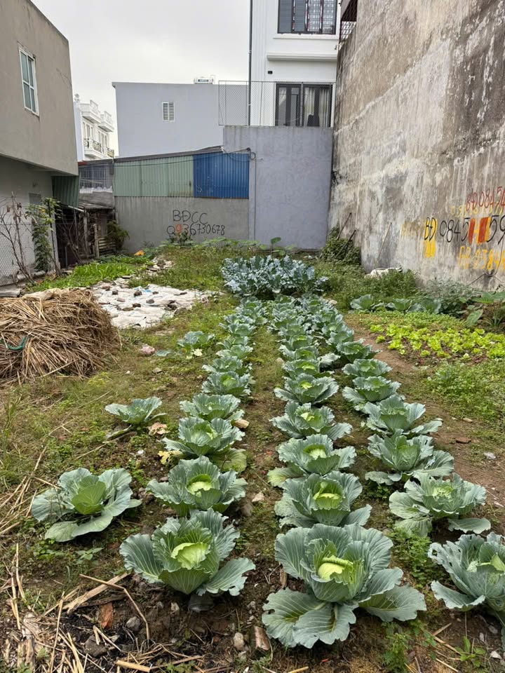 Bán đất mặt đường Đồng Hòa, sát Vành đai 2, 74m2, giá 4.85 tỷ