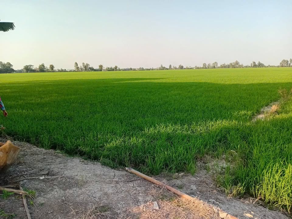 Bán 8,3 công đất lúa xã An Châu, An Giang, cách chợ cái Chiêng 2,5km