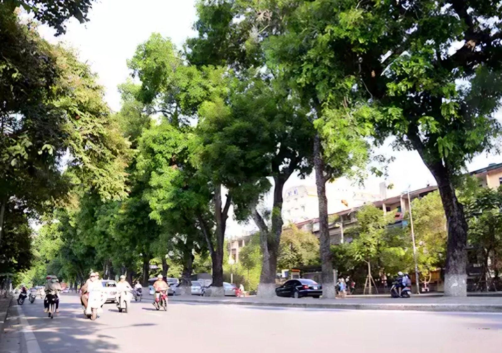 GẦN 220M ĐẤT VÀNG KIM MÃ BA ĐÌNH Tài sản dành cho người thật sự hiểu giá trị