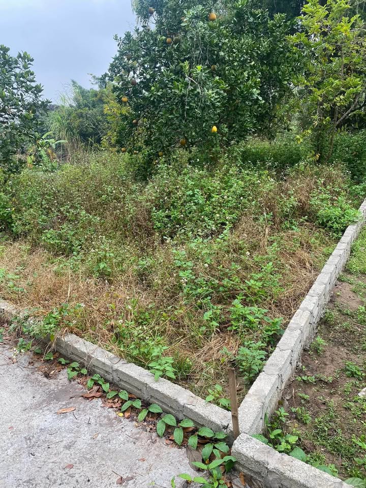 Bán đất huyện Mỹ Lộc, tỉnh Nam Định giá 750 triệu