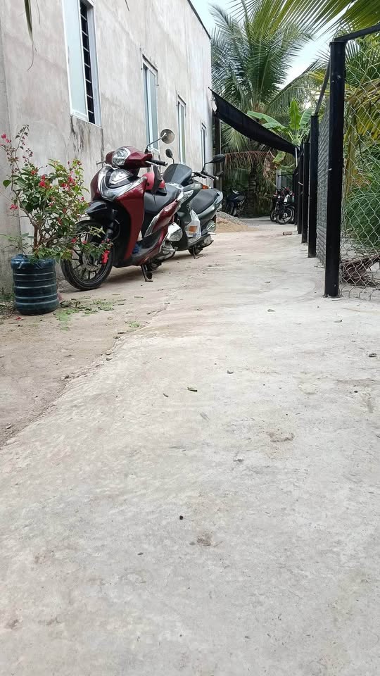 Bán 4800m2 đất vườn dừa đang cho trái tại Châu Hòa, Giồng Trôm, Bến Tre