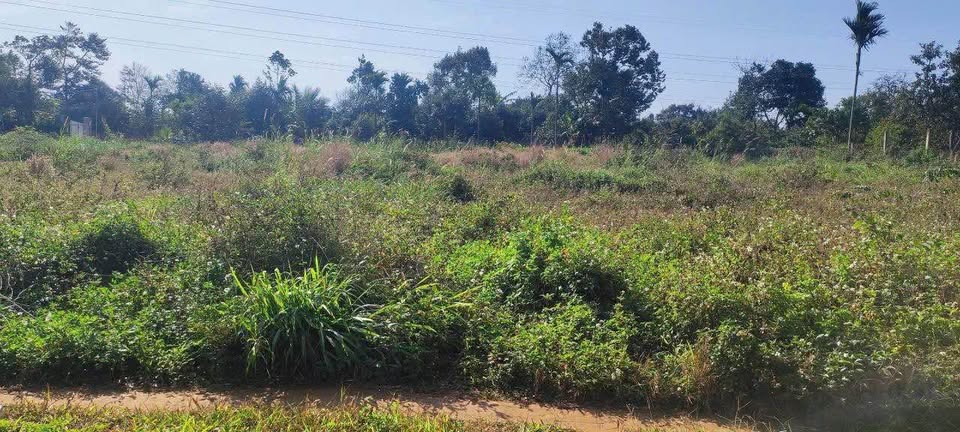 Bán đất huyện Cư M'gar, tỉnh Đắk Lắk giá 590 triệu