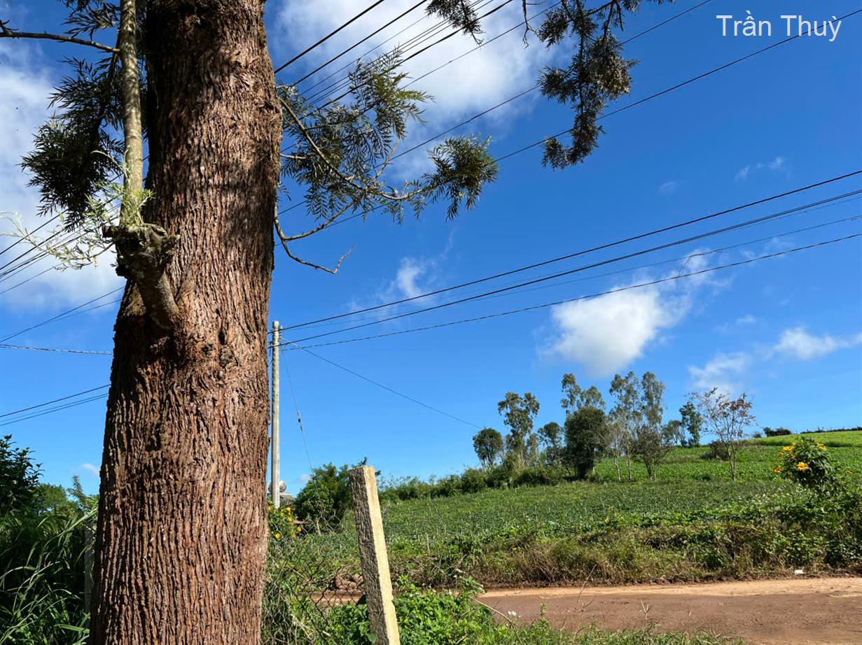 Bán đất huyện Đơn Dương, tỉnh Lâm Đồng giá 750 triệu