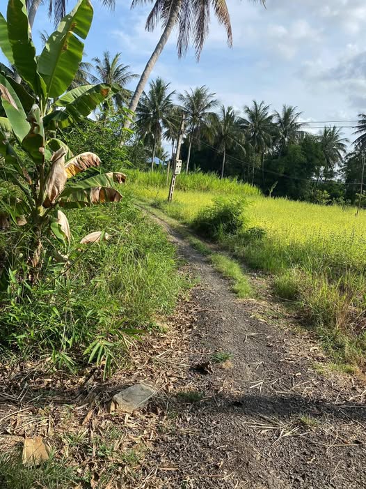 Đất Chí Thạnh, Tuy An 600m2, sổ sẵn, tách lô ngon ơ