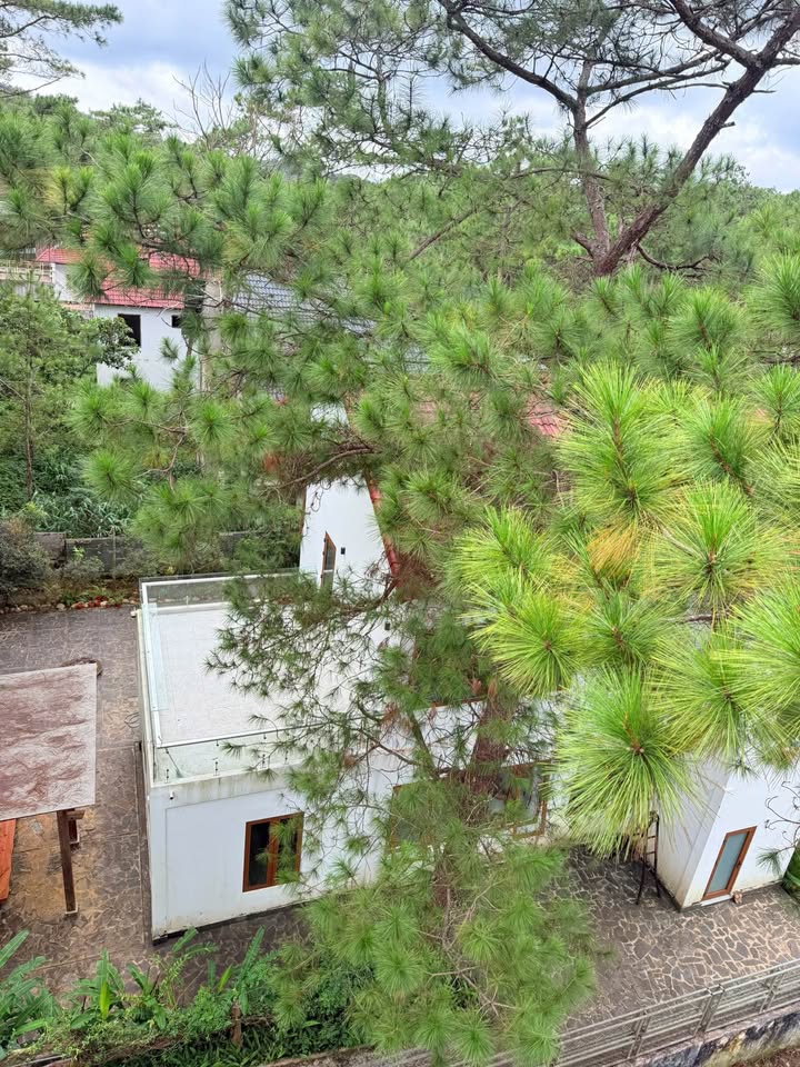 Biệt thự 3 tầng Nguyễn Du, đất vàng 1,100m², săn mây, làm resort, tiền về như thác