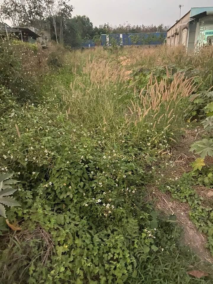 Bán đất huyện Dầu Tiếng, tỉnh Bình Dương giá 1,5 tỷ