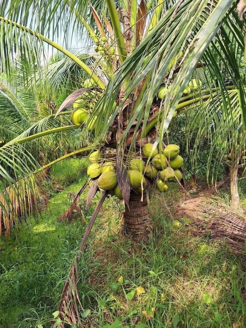 Bán nhà riêng huyện Long Điền, tỉnh Bà Rịa, Vũng Tàu, giá 650 triệu