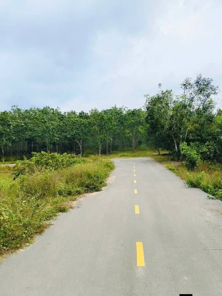 Cần bán 25.000m2 (2,5 mẫu) đất trồng cao su tại Hoà Bình, Xuyên Mộc, đường nhựa 5m xe ô tô vào tận nơi, giá 6.5 tỷ