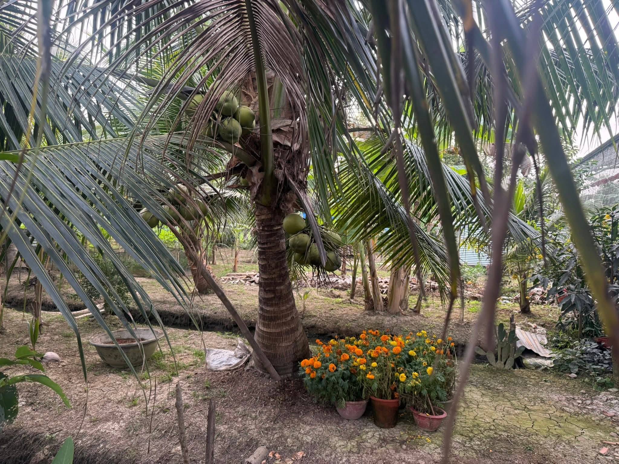 Bán đất huyện Mỏ Cày Bắc, tỉnh Bến Tre giá 330 triệu