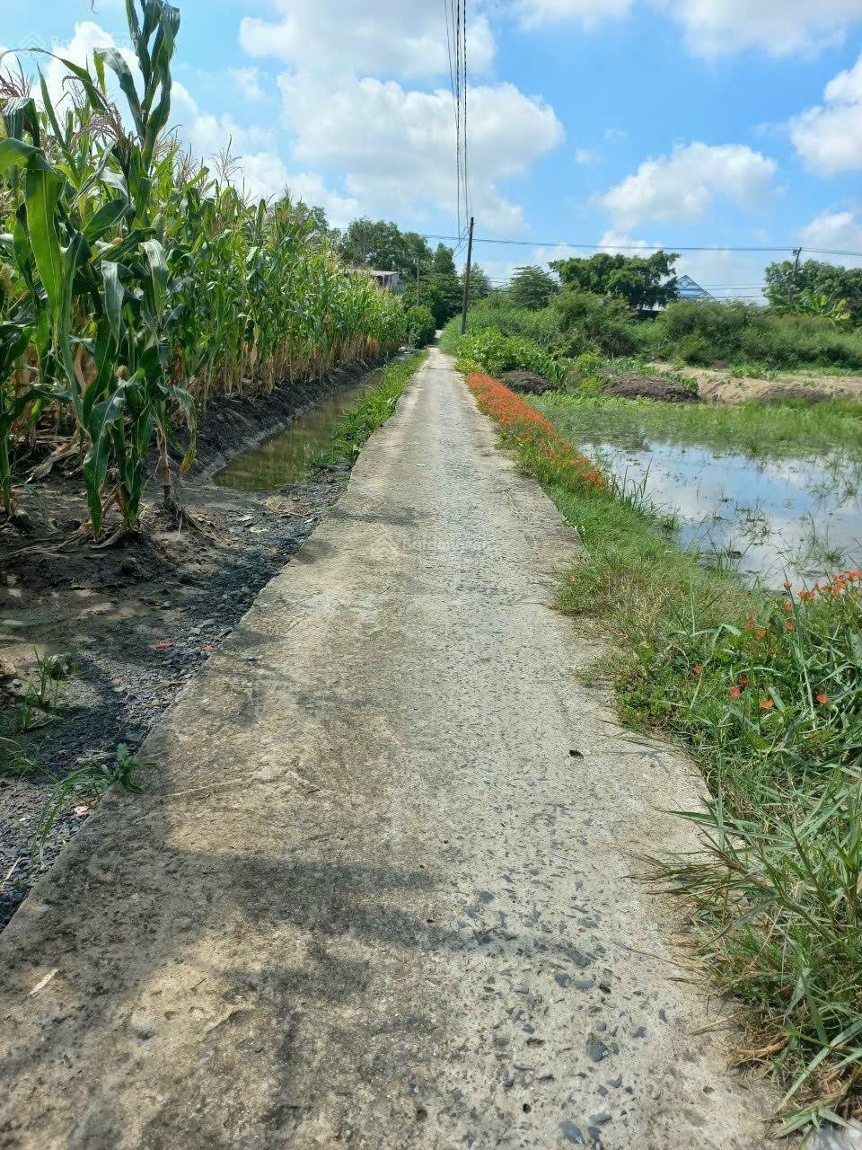 Đất đầu tư 300 m2 giá 790tr, bán lỗ gấp, đường vào lộ giới 6m. Chính chủ bán l/hệ 0931347992