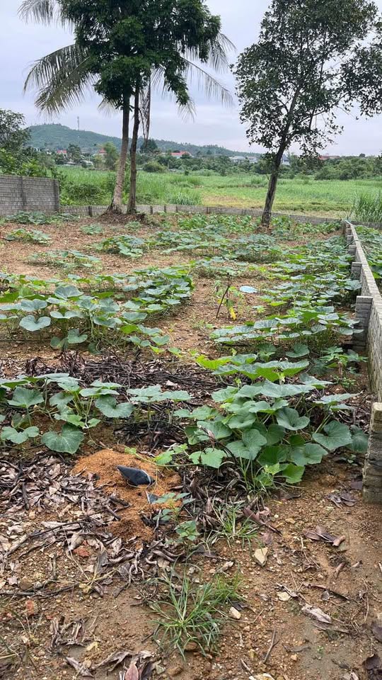 Bán đất huyện Ba Vì, thành phố Hà Nội giá 4 tỷ