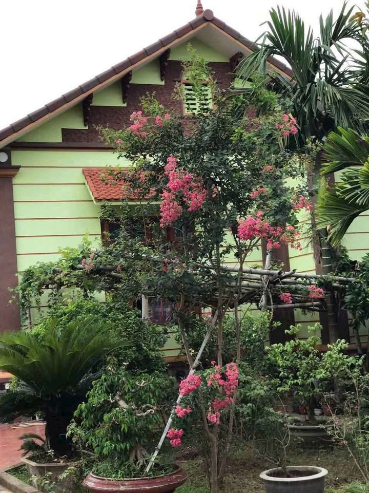 Bán nhà vườn đẹp mê ly tại trung tâm Bắc Cường, Lào Cai, giá 40 tỷ