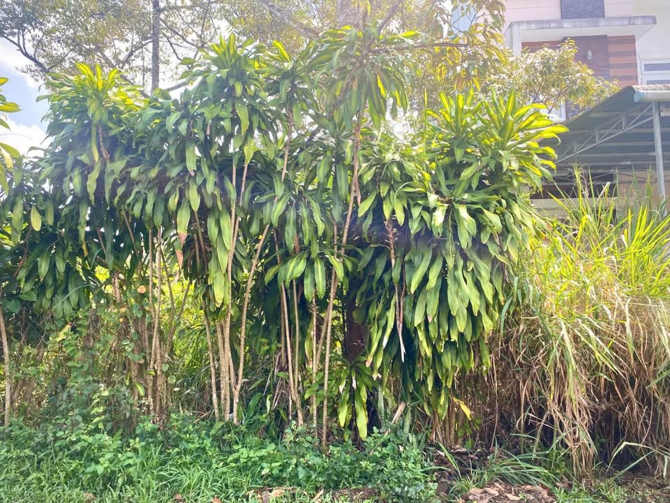 Bán đất mặt tiền Ngô Đức Kế, phường B’Lao, Lâm Đồng, mặt tiền thông thoáng, khu vực dân cư đông đúc, dân trí cao