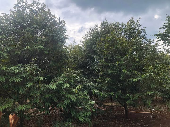 Bán lô đất view ruộng và suối ngay khu dân cư đông đúc tại xã Ea Ning, Cư Kuin, Đắk Lắk, cách sân bay 21km, giá 2.75 tỷ