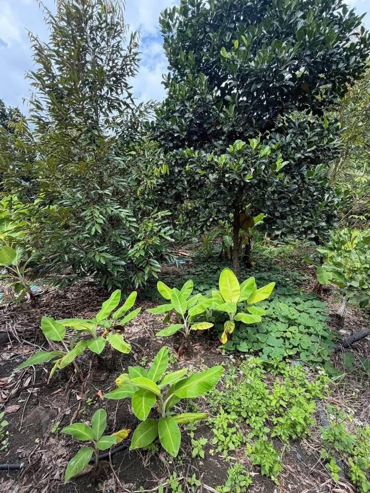 Bán đất huyện Định Quán, tỉnh Đồng Nai giá 520 triệu