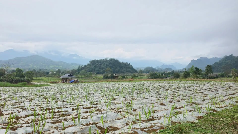 Bán đất huyện Vị Xuyên, tỉnh Hà Giang giá 350 triệu