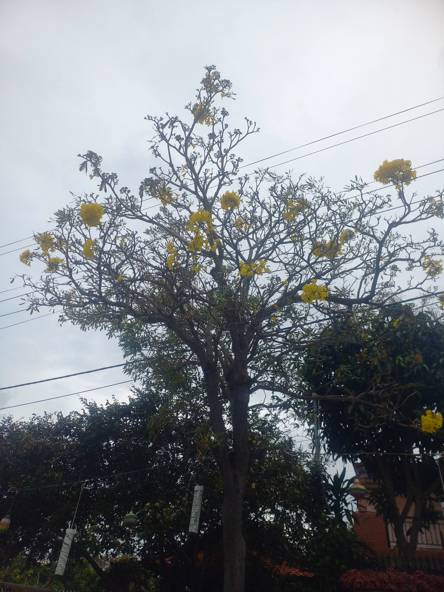 Bán lô đất mặt tiền đường Nguyễn Tất Thành, Long Hải, ra biển chỉ 5 phút, giá 7.3 tỷ