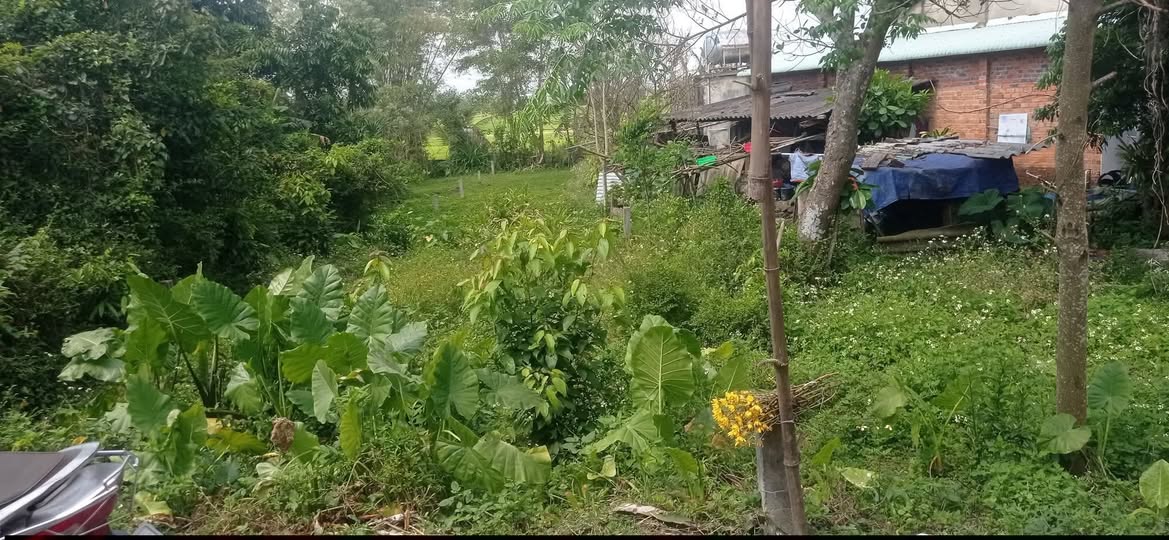 Đất vàng trục chính chợ Ông Nhơn sổ đỏ 100m2, giá hời