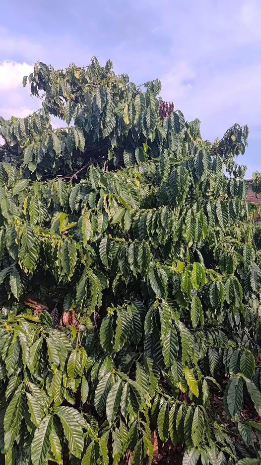 Bán đất huyện Di Linh, tỉnh Lâm Đồng giá 980 triệu