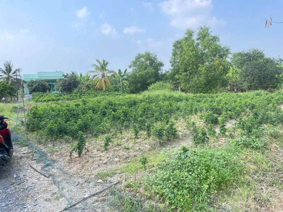 Bán đất huyện Bình Chánh, thành phố Hồ Chí Minh giá 1,9 tỷ