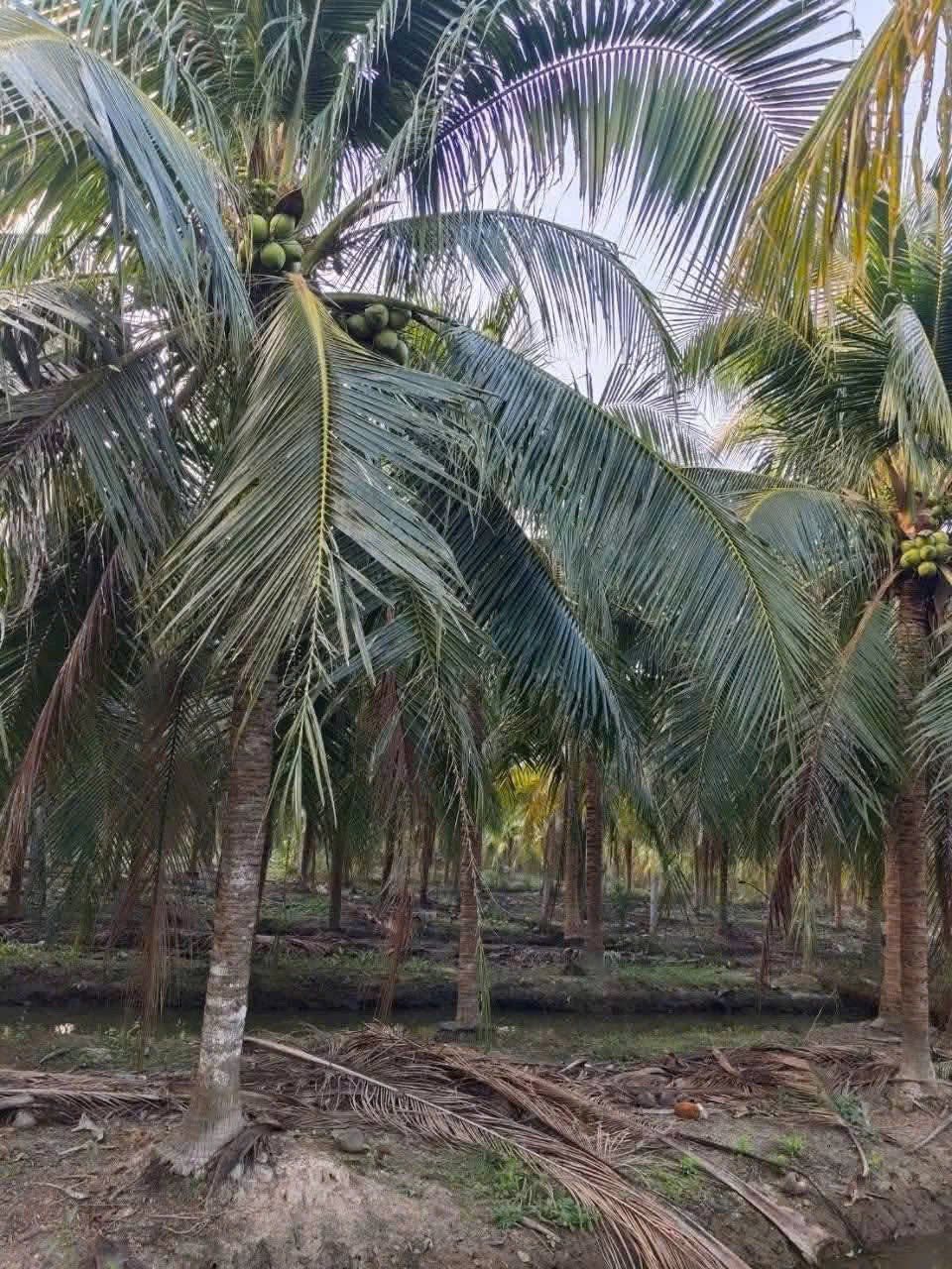 Bán đất thành phố Bến Tre, tỉnh Bến Tre, giá 1 tỷ