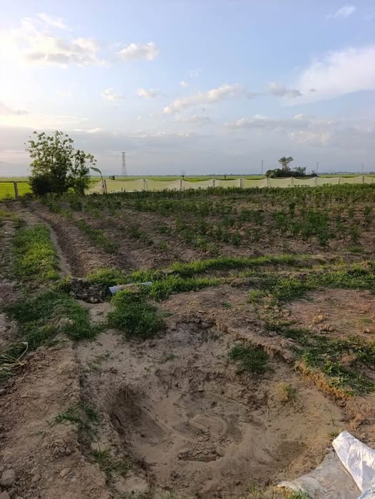 Bán đất vườn ven sông, diện tích lớn, giá tốt tại khu phố 12, Phước Dân, Ninh Phước, Ninh Thuận cũ